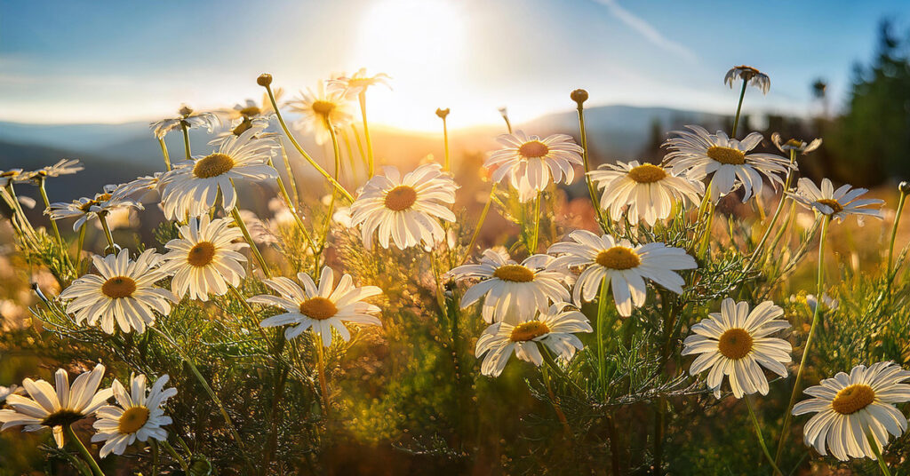 Chamomile Floral spotlight