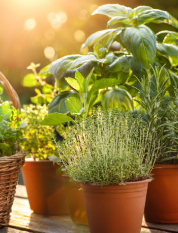 Herb gardening for cooks