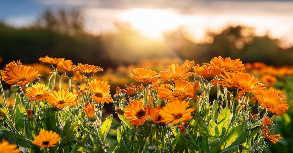 Cooking with calendula- Why