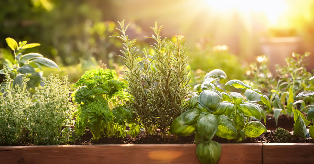 Herb gardening for cooks- guide