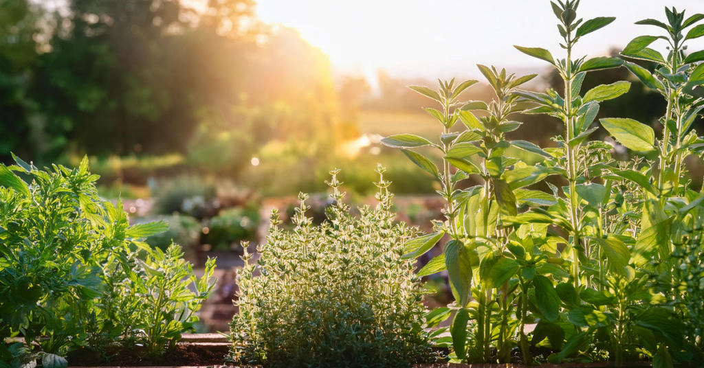 choosing the right herbs