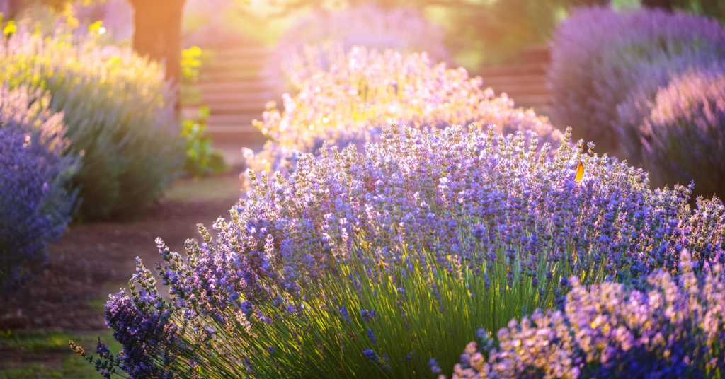 Lavender- Petal Poetry