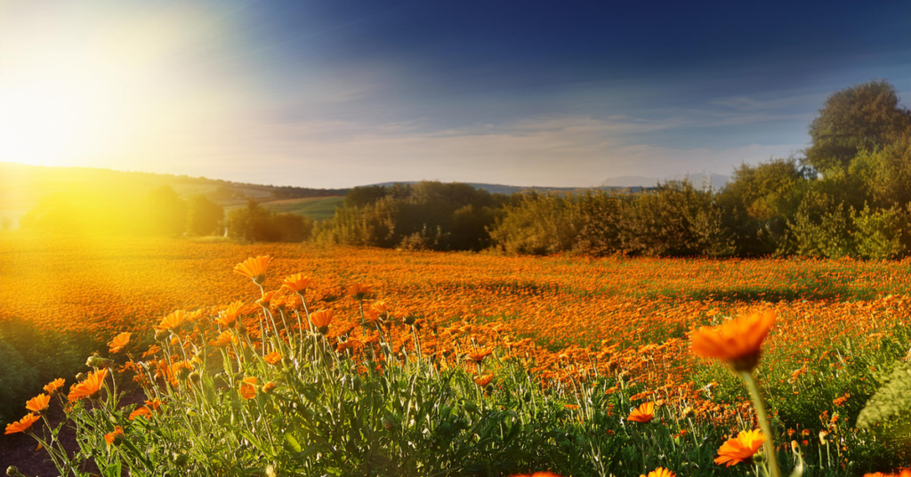 Calendula spotlight