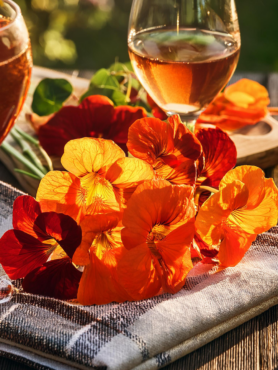 Nasturtiums Feature